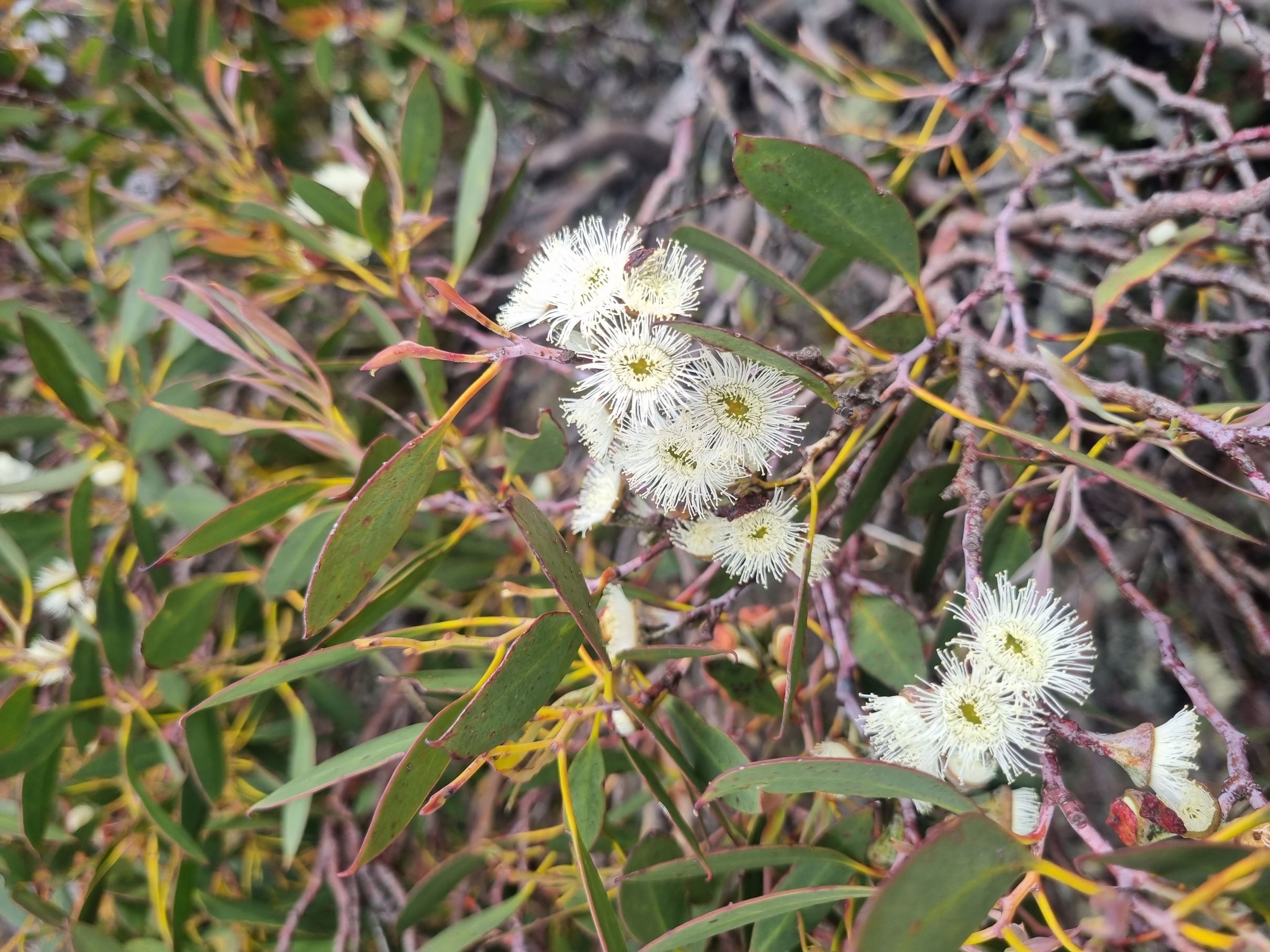 coccifera